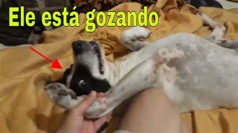 novinha cachorro|novinha+virgem+dando+pro+cachorro 